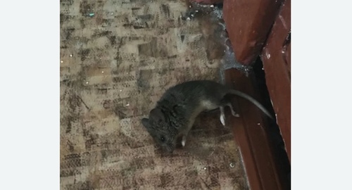 Дезинфекция от мышей в Красновишерске