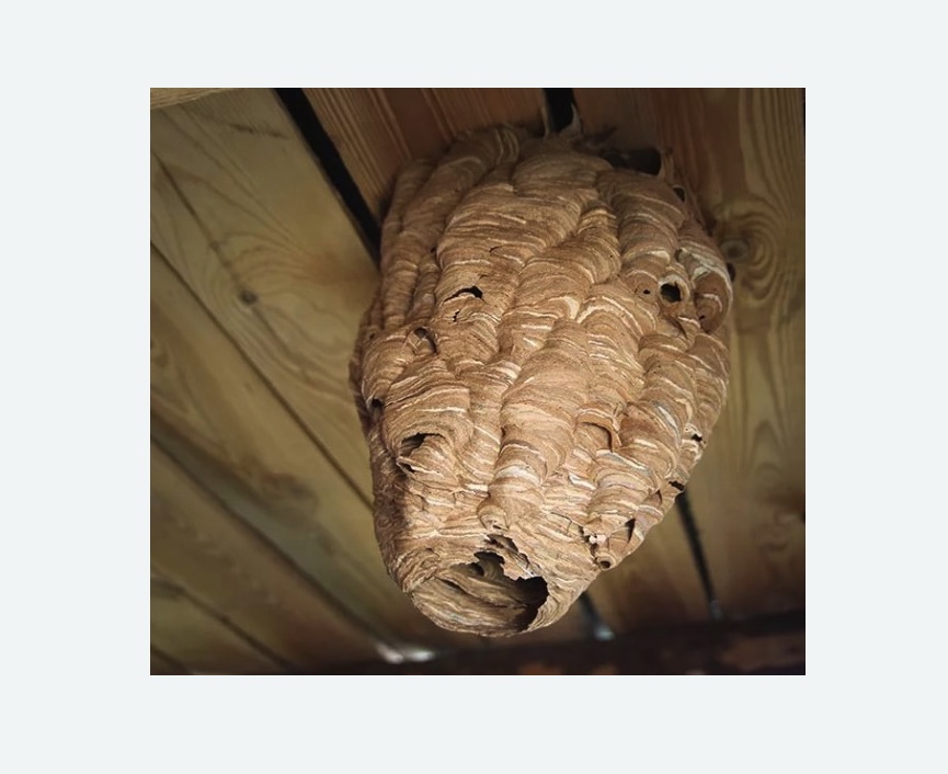 обработка от шершней в Красновишерске