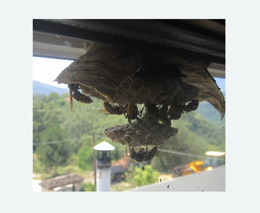 Уничтожение гнёзд шершней в Красновишерске