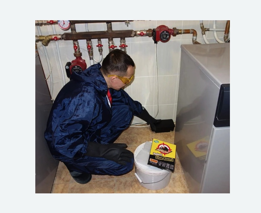 Уничтожение крыс в Красновишерске