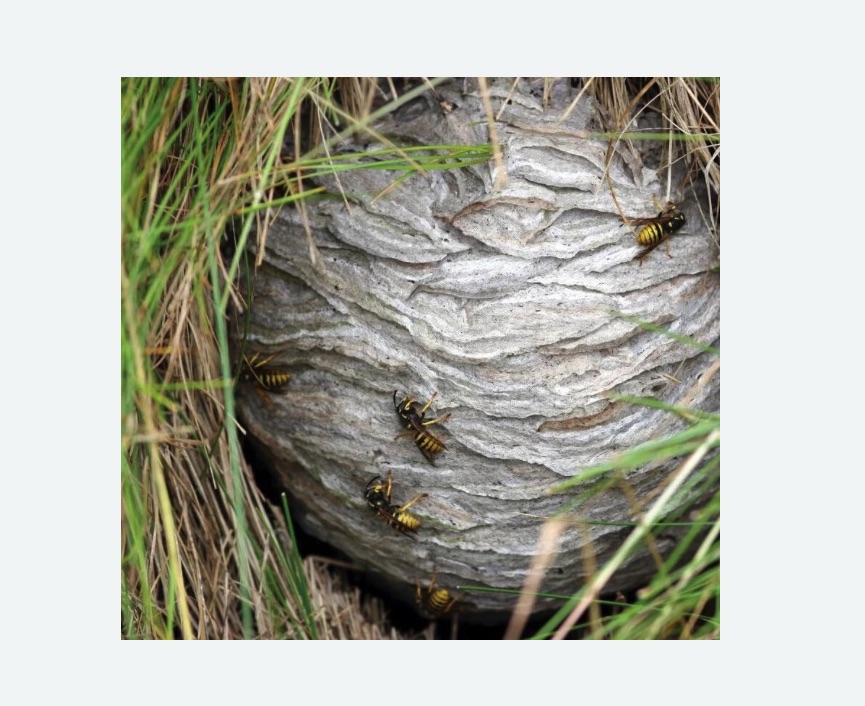 Уничтожение ос и ульев в Красновишерске